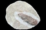 Bargain D Oligocene Aged Fossil Pine Cone - Germany #77944-1